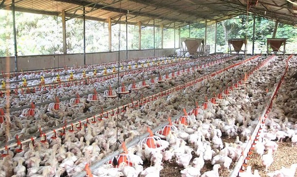 Thực hiện phòng dịch khu vực nuôi gà công nghiệp