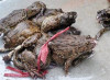 Sự khác biệt về mặt hình thái của ếch đồng và ếch Thái Lan