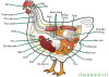 Anatomy of the chicken