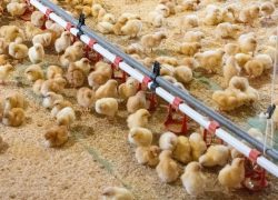 Nga đẩy mạnh xuất khẩu thịt gà tây nhưng thiếu trứng giống