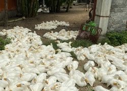 Lịch vaccine & thuốc phòng bệnh cho vịt
