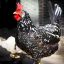 Giống gà Ancona