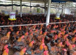 Hạch toán kinh tế chăn nuôi 1.000 gà lai Hồ