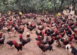 Mẫu thiết kế chuồng nuôi 1.000 gà thịt chăn thả vườn