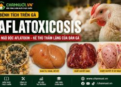 Aflatoxicosis trên gà: Ngộ độc Aflatoxin