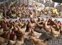 BÀI 1 — GÀ RI LAI CÓ PHÙ HỢP ĐỂ KHỞI NGHIỆP KHÔNG?