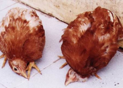 Bệnh Newcastle trên gà | Newcastle Disease – ND