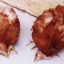 Bệnh Newcastle trên gà | Newcastle Disease – ND