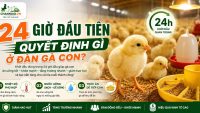 24 GIỜ ĐẦU TIÊN QUYẾT ĐỊNH GÌ Ở ĐÀN GÀ CON?