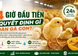 24 GIỜ ĐẦU TIÊN QUYẾT ĐỊNH GÌ Ở ĐÀN GÀ CON?