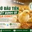 24 GIỜ ĐẦU TIÊN QUYẾT ĐỊNH GÌ Ở ĐÀN GÀ CON?