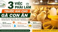 3 việc phải làm trước khi cho gà con ăn
