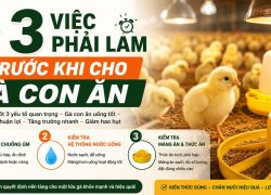 3 việc phải làm trước khi cho gà con ăn