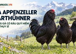 Gà Appenzeller Barthühner – giống gà có râu quý hiếm của Thụy Sĩ