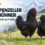 Gà Appenzeller Barthühner – giống gà có râu quý hiếm của Thụy Sĩ