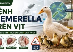 Bệnh Riemerella trên vịt: Nguyên nhân, triệu chứng, bệnh tích và cách phòng trị
