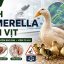 Bệnh Riemerella trên vịt: Nguyên nhân, triệu chứng, bệnh tích và cách phòng trị