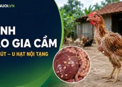 Bệnh lao gia cầm: Nguyên nhân, bệnh tích u hạt và biện pháp kiểm soát
