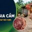 Bệnh lao gia cầm: Nguyên nhân, bệnh tích u hạt và biện pháp kiểm soát
