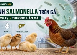 Bệnh Salmonella trên gia cầm: Bạch lỵ và thương hàn gà