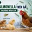 Bệnh Salmonella trên gia cầm: Bạch lỵ và thương hàn gà