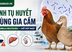 Bệnh tụ huyết trùng gia cầm: Triệu chứng và cách phòng trị