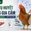 Bệnh tụ huyết trùng gia cầm: Triệu chứng và cách phòng trị