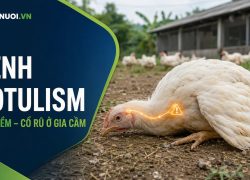 Bệnh ngộ độc botulinum trên gia cầm: Nguyên nhân, dấu hiệu “cổ mềm” và cách kiểm soát
