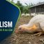 Bệnh ngộ độc botulinum trên gia cầm: Nguyên nhân, dấu hiệu “cổ mềm” và cách kiểm soát