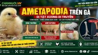 AMETAPODIA TRÊN GÀ: DỊ TẬT DI TRUYỀN GÂY BẤT THƯỜNG NGHIÊM TRỌNG Ở CHI