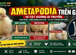 AMETAPODIA TRÊN GÀ: DỊ TẬT DI TRUYỀN GÂY BẤT THƯỜNG NGHIÊM TRỌNG Ở CHI