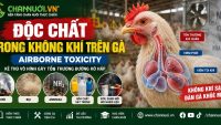 ĐỘC CHẤT TRONG KHÔNG KHÍ TRÊN GÀ (AIRBORNE TOXICITY)