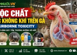 ĐỘC CHẤT TRONG KHÔNG KHÍ TRÊN GÀ (AIRBORNE TOXICITY)