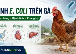 Bệnh do E. coli trên gà