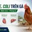 Bệnh do E. coli trên gà