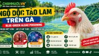 NGỘ ĐỘC TẢO LAM TRÊN GÀ (BLUE-GREEN ALGAE POISONING)