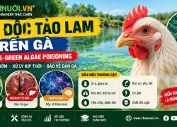 NGỘ ĐỘC TẢO LAM TRÊN GÀ (BLUE-GREEN ALGAE POISONING)