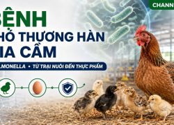 Bệnh phó thương hàn trên gia cầm: Nguyên nhân, triệu chứng và cách kiểm soát