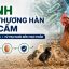 Bệnh phó thương hàn trên gia cầm: Nguyên nhân, triệu chứng và cách kiểm soát