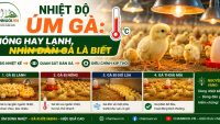 Nhiệt độ úm gà: nóng hay lạnh, nhìn đàn gà là biết