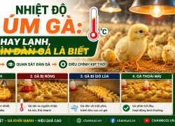 Nhiệt độ úm gà: nóng hay lạnh, nhìn đàn gà là biết