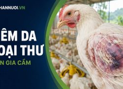 Bệnh viêm da hoại thư trên gia cầm: Dấu hiệu, bệnh tích và biện pháp kiểm soát