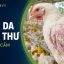 Bệnh viêm da hoại thư trên gia cầm: Dấu hiệu, bệnh tích và biện pháp kiểm soát