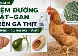 Viêm đường mật–gan trên gà thịt: Nguyên nhân, bệnh tích và cách kiểm soát