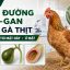 Viêm đường mật–gan trên gà thịt: Nguyên nhân, bệnh tích và cách kiểm soát