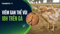 Viêm gan thể vùi do virus trên gà: Nguyên nhân, bệnh tích và biện pháp kiểm soát