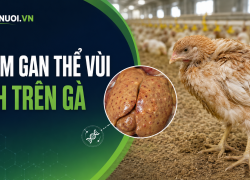 Viêm gan thể vùi do virus trên gà: Nguyên nhân, bệnh tích và biện pháp kiểm soát