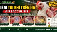 VIÊM TÚI KHÍ TRÊN GÀ (AIRSACCULITIS)