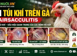 VIÊM TÚI KHÍ TRÊN GÀ (AIRSACCULITIS)